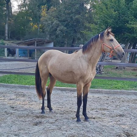 Repos Rouge-Plaisir Au Milieu Des Chevaux Apartment Kembs Bagian luar foto