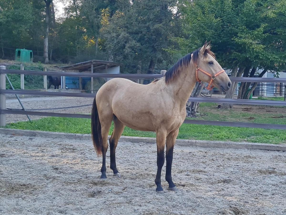 Repos Rouge-Plaisir Au Milieu Des Chevaux Apartment Kembs Bagian luar foto
