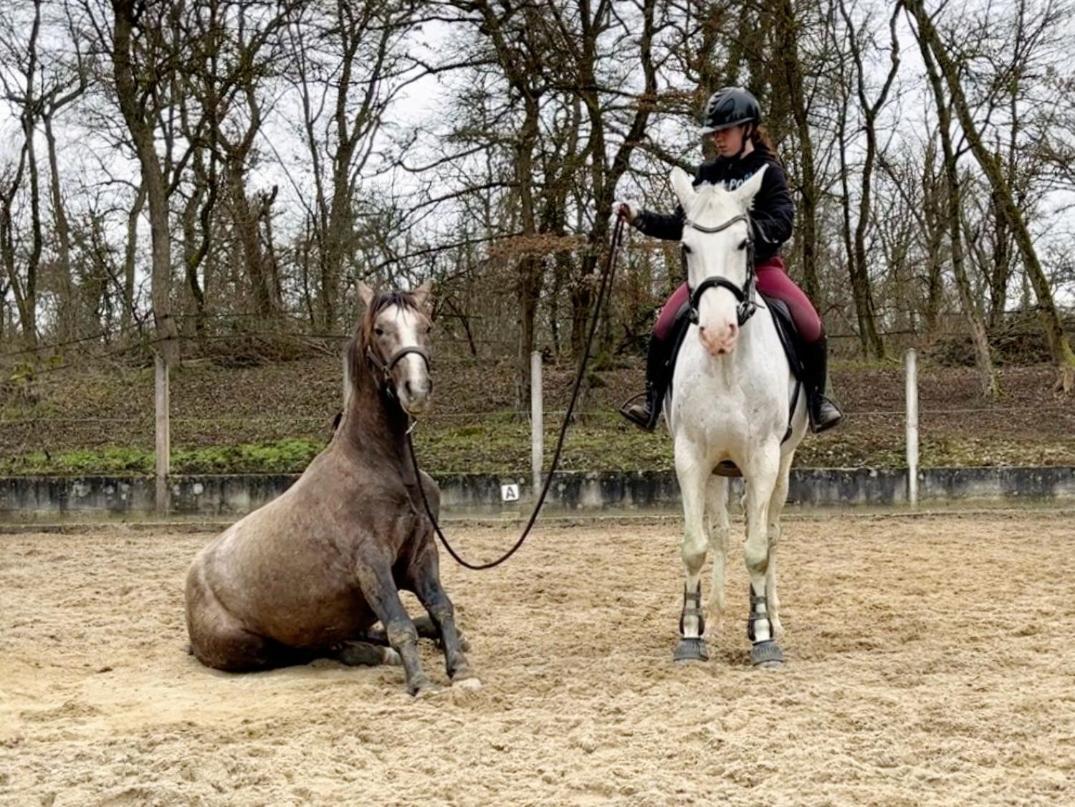 Repos Rouge-Plaisir Au Milieu Des Chevaux Apartment Kembs Bagian luar foto